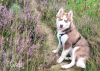 IMG-20240804-WA0006